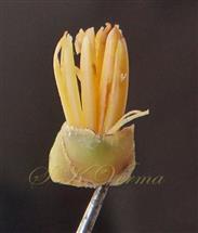  Male flower (petals removed)